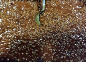 Baked Beans